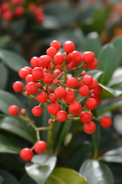 Skimmia Ρουμπέλα — Φωτογραφία Αρχείου