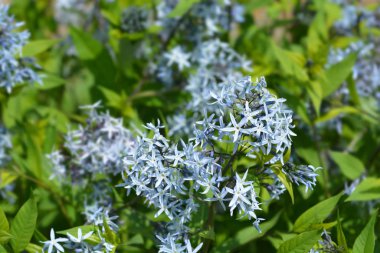 Mavi dogbane