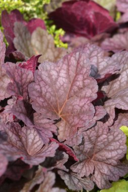 Mercan Çanları Dünya Kafesi