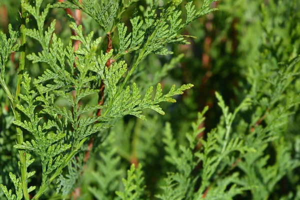 Atrovirens Arborvitae — Stock Photo, Image