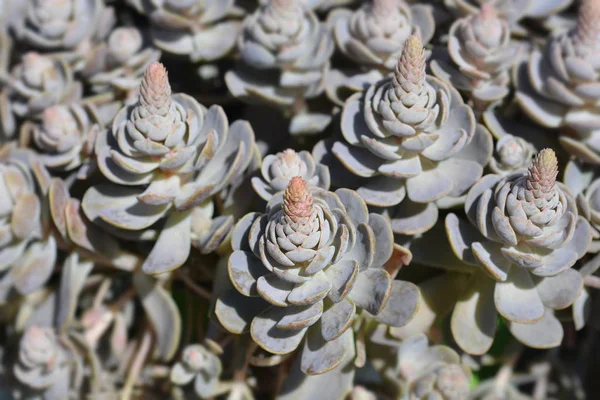 Orostachys Sombrero Chino — Foto de Stock