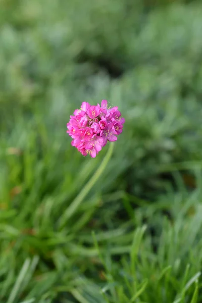 Vodní spořitelní Compacta — Stock fotografie