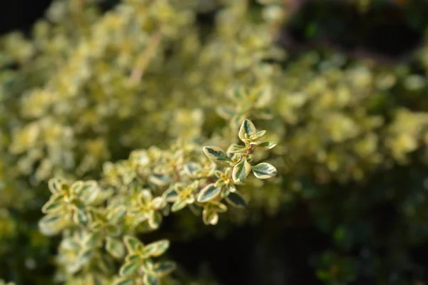 Aureus Lemon Thyme — Stock Photo, Image