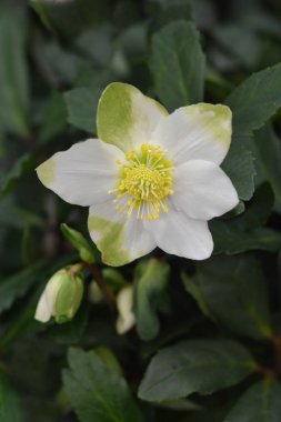 Noel gülü Wintersun