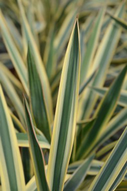 Değiştirilmiş İspanyol hançeri