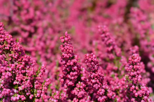 Pink bell heather — Stock Photo, Image