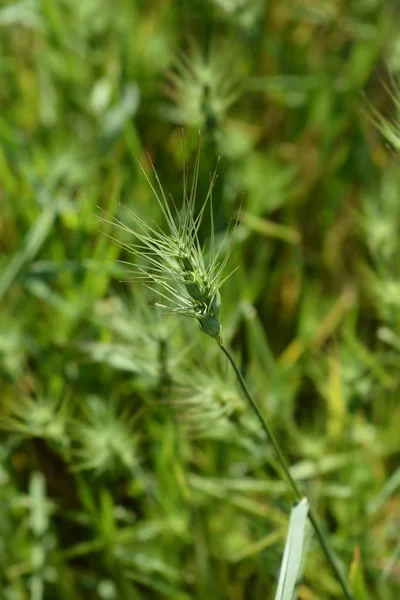 Ovate goatgrass — Stock fotografie