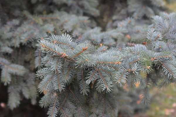 Colorado Blaufichte — Stockfoto