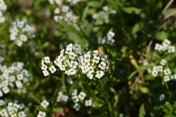 Tatlı Alyssum Kar Kumaşı — Stok fotoğraf