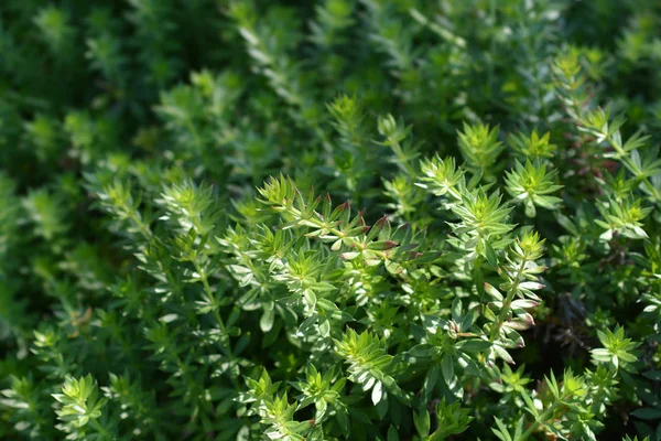 Caucasian crosswort — Stock Photo, Image