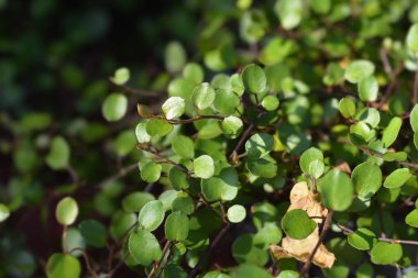 Sürünen Muelenbeckia