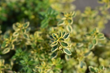 Aureus Limonlu kekik