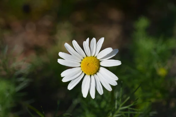 Yabani papatya — Stok fotoğraf