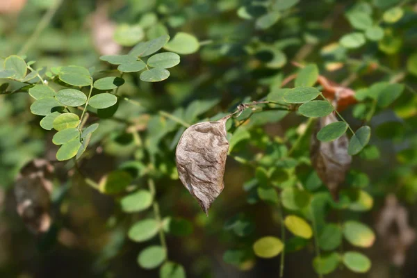 Vescica senna comune — Foto Stock