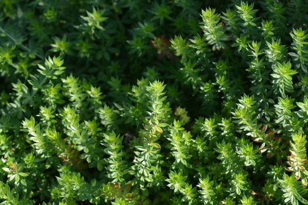 Caucasian crosswort — Stock Photo, Image