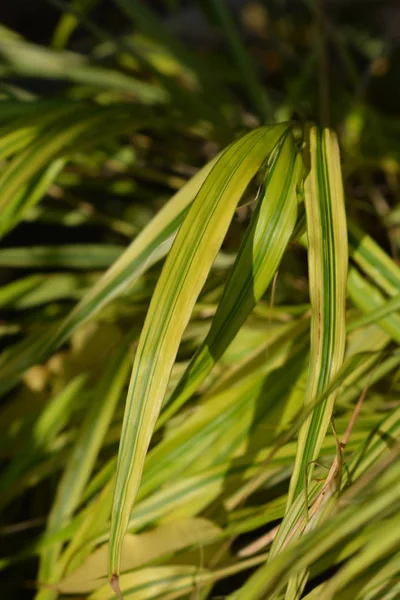 Hakone Grass Aureola — Stock Photo, Image