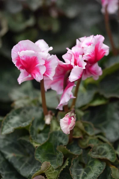 Perzische cyclamen Cabrilla — Stockfoto