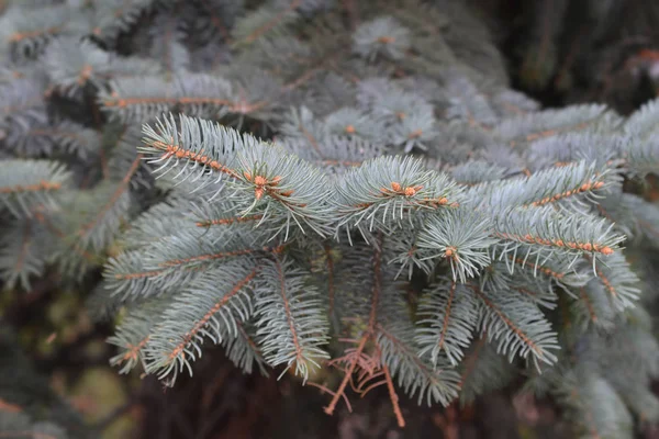 Colorado blue spruce — Zdjęcie stockowe