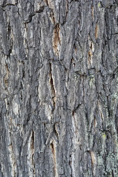 Ostamerikanische schwarze Walnuss — Stockfoto