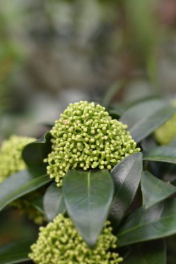 Skimmia Ürkek