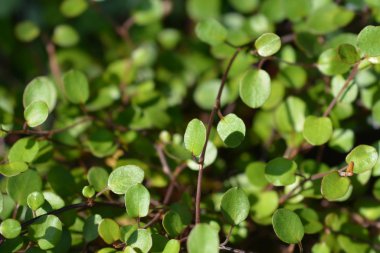 Sürünen Muelenbeckia