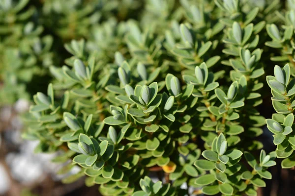 Shrubby Veronica — Zdjęcie stockowe