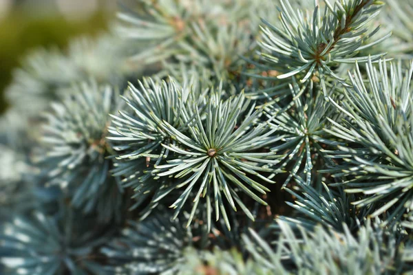 Blue atlas cedar — Stock Photo, Image