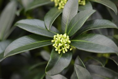 Skimmia Kokulu Bulut