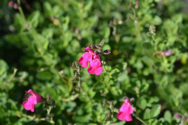 Babysalvia Rosa Blush — Stockfoto