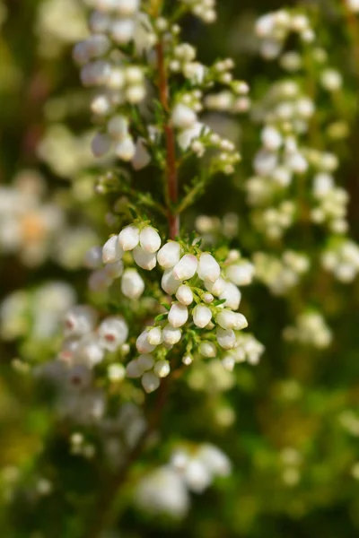 Campana bianca erica — Foto Stock