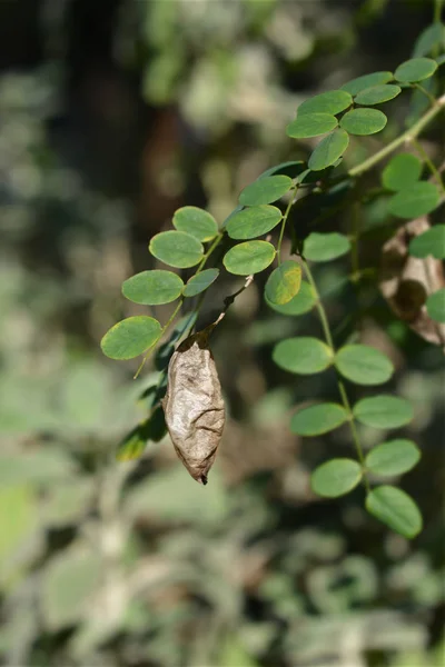 Vescica senna comune — Foto Stock