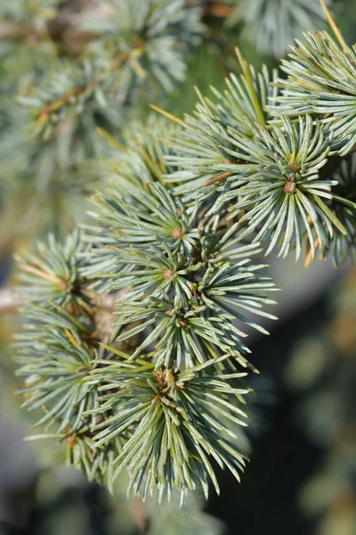 Gråt blå atlas cedar — Stockfoto