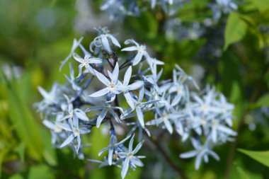 Mavi dogbane