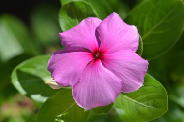 Madagascar rosy periwinkle clipart