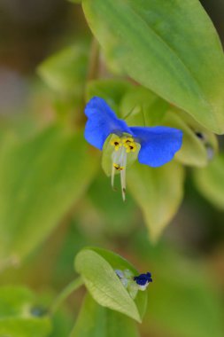Asya 'da gün çiçeği