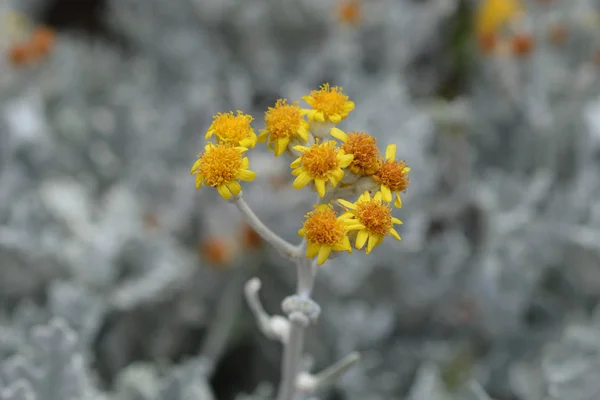 Silver ragwort — Stock Photo, Image