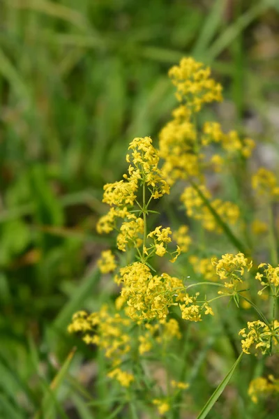 Giallo paglierino — Foto Stock