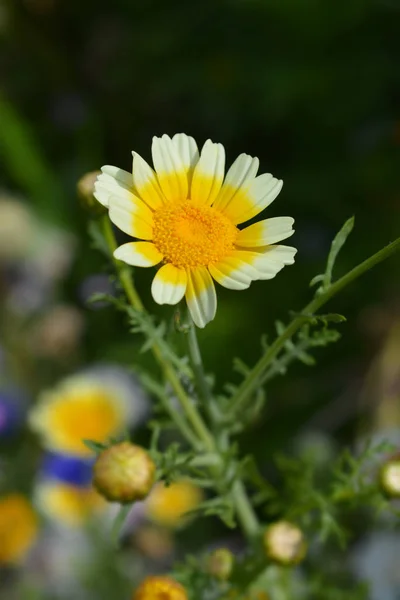 Crown daisy — Stockfoto