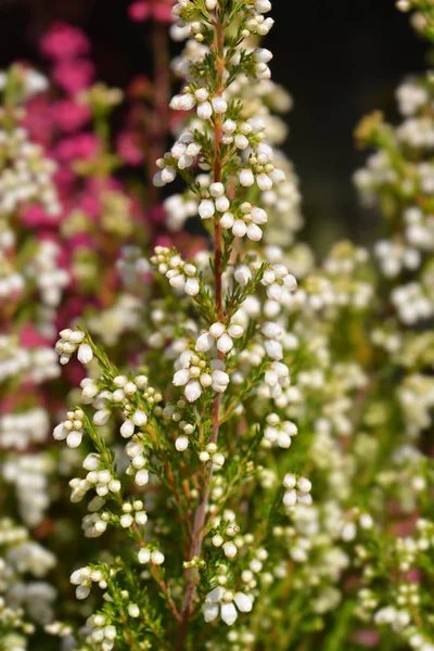 Campana bianca erica — Foto Stock