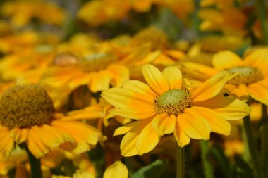 Rudbeckia Smileyz