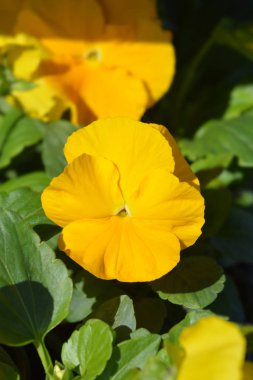 Altın sarısı bahçe ibnesi