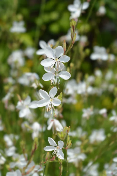 Gaura branca — Fotografia de Stock