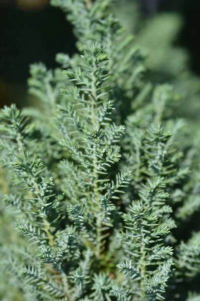 Lawsons Cypress Ellwoodii — Zdjęcie stockowe