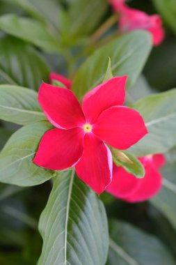 Madagaskar pembe salyangozu