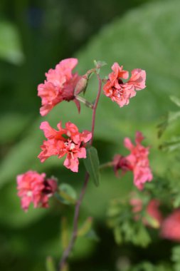 Clarkia Somon Prensesi