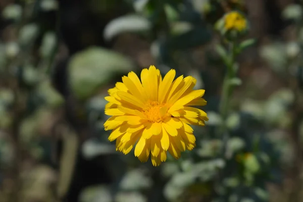 Jardim calêndula — Fotografia de Stock