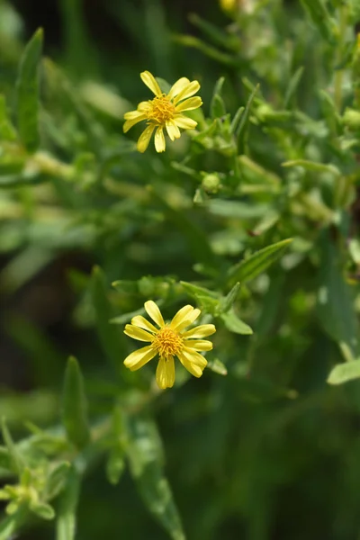 Aster pegajoso — Fotografia de Stock