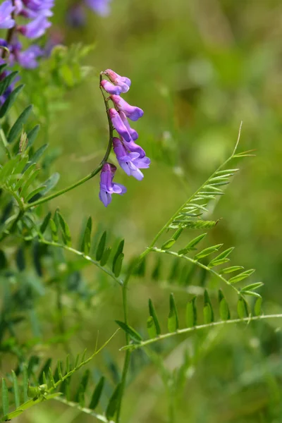 Tufted vetch — Stock Photo, Image