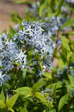 Mavi dogbane