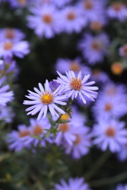 New York aster Profesörü Anton Kippenberg